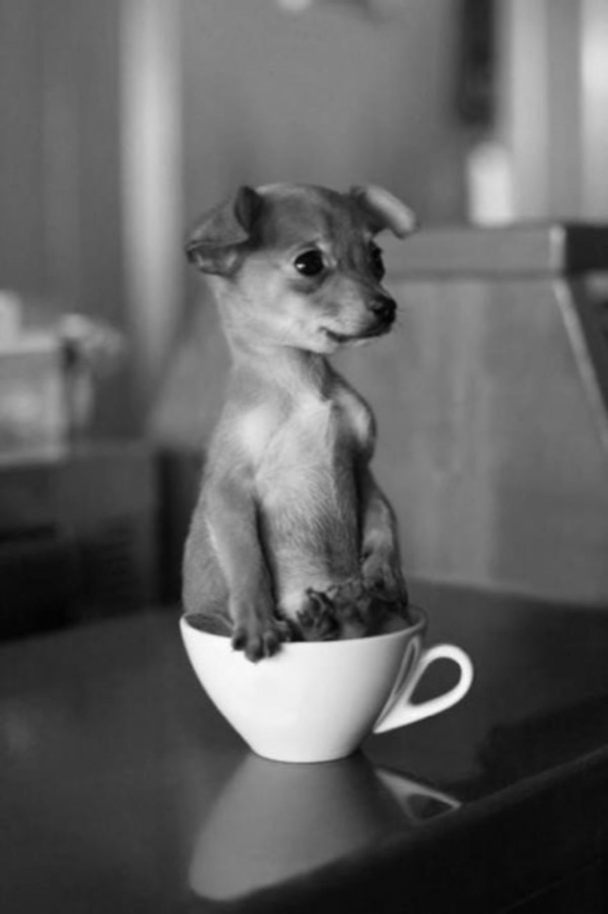 black and white photo of puppy sitting inside a white cup with a handle