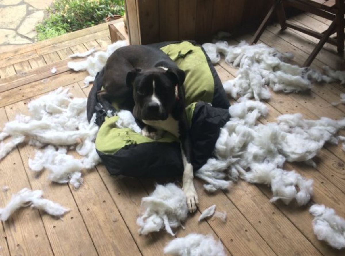black and white pitbull laying on a ripped up black and white dog bed