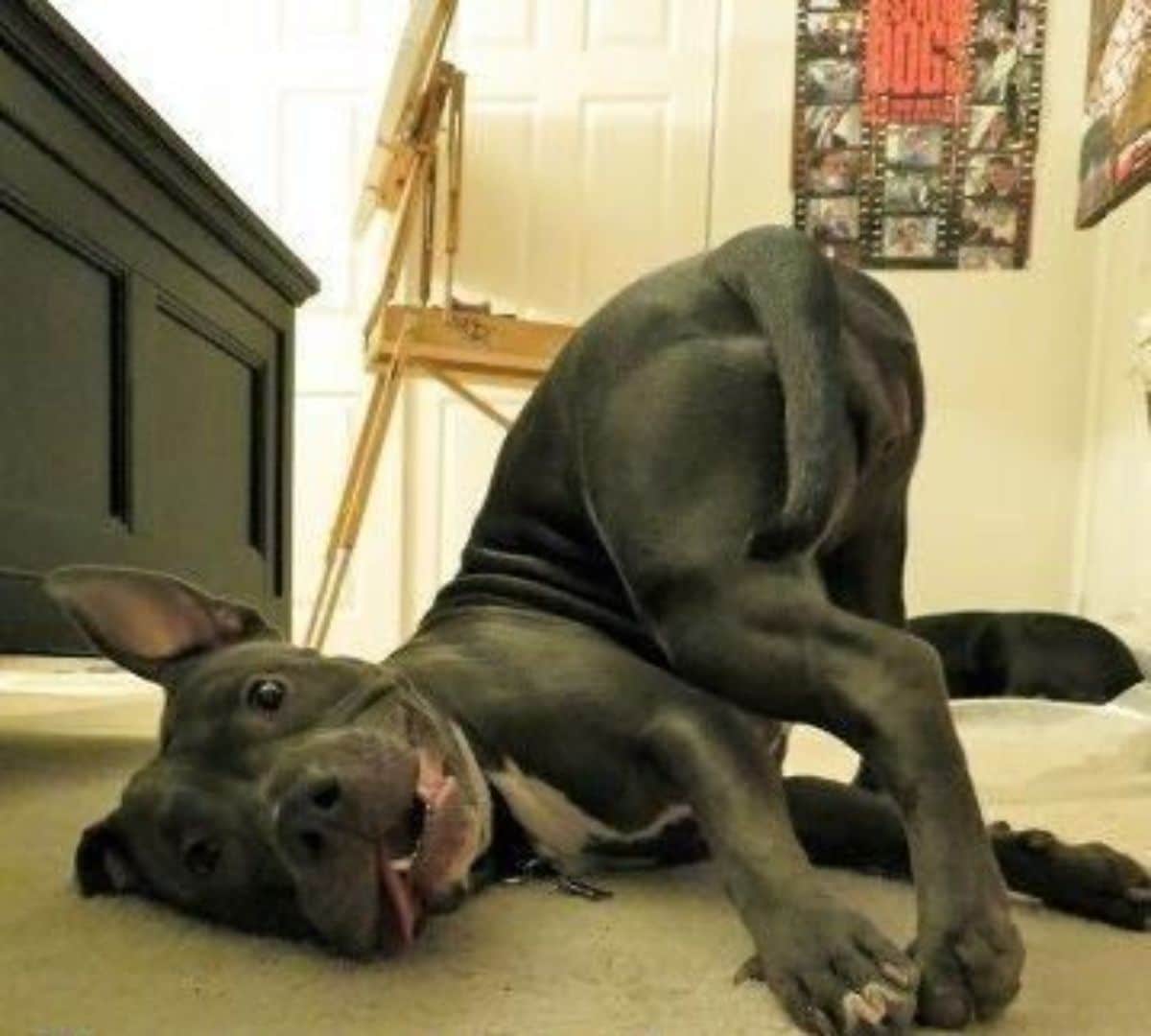 black and white pitbull laying on the floor with the butt up in the air