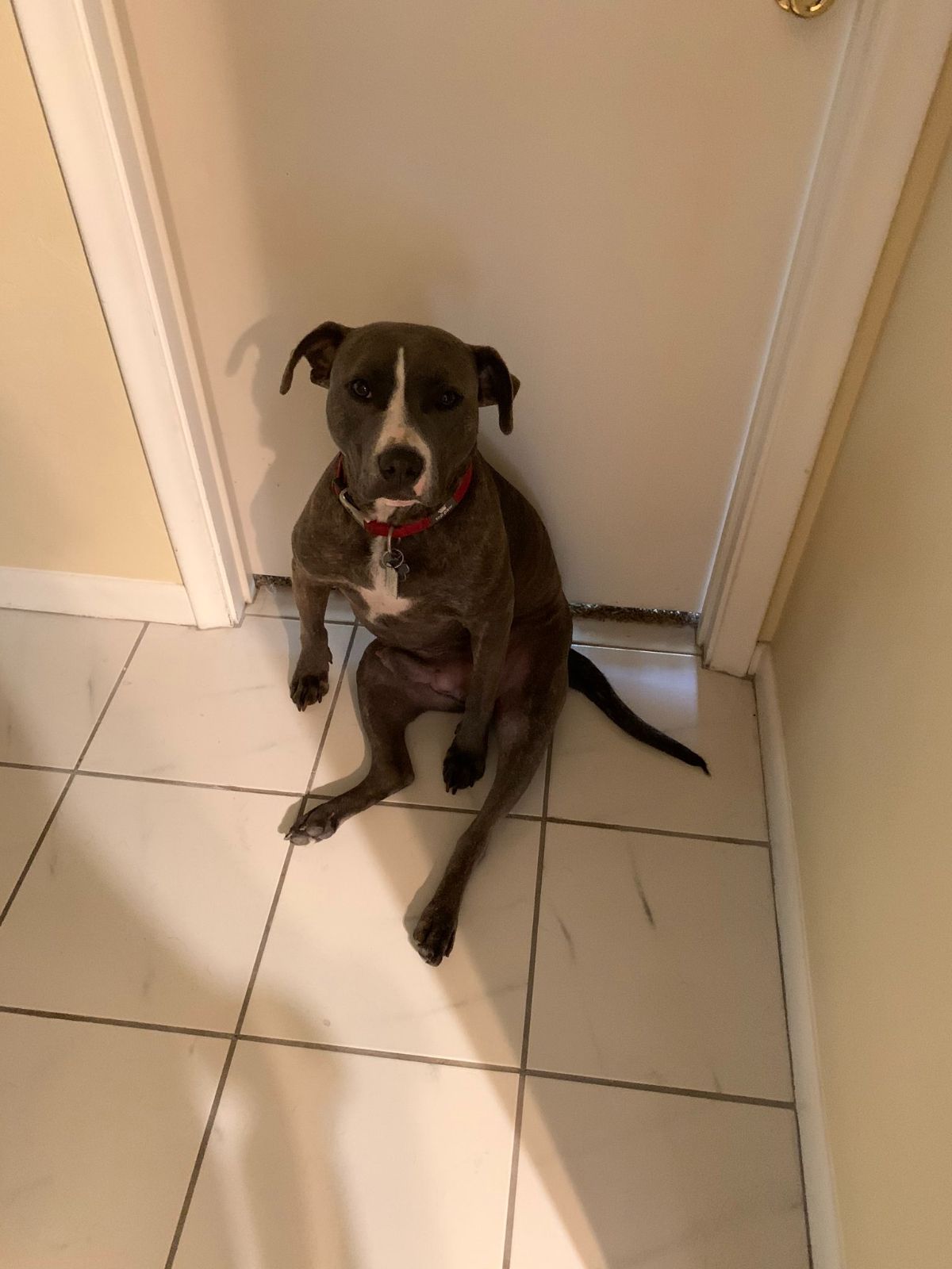 black and white pitbull sitting on its haunches and leaning against a white door