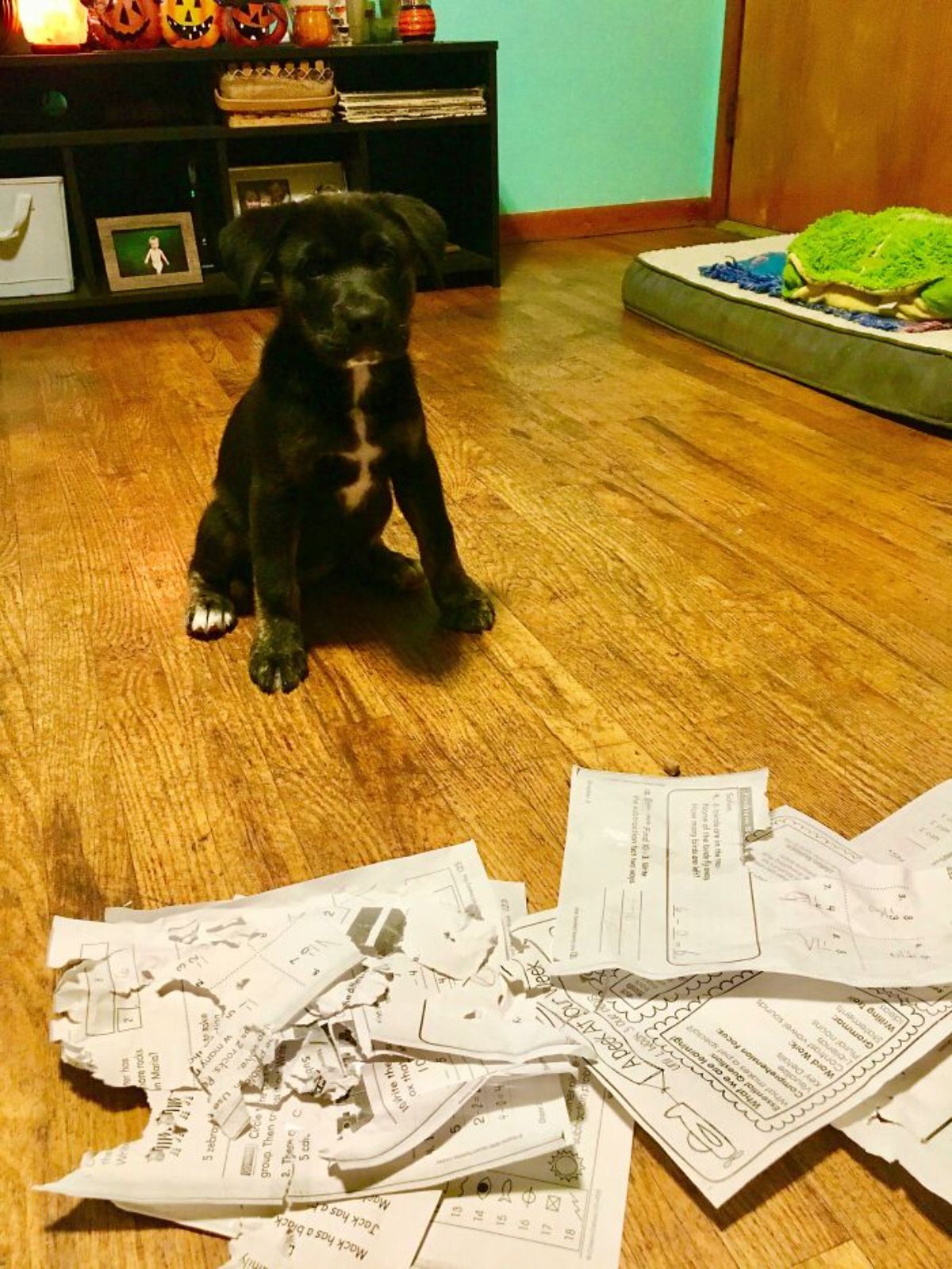 black and white puppy sitting on the floor with some ripped up papers in front of it