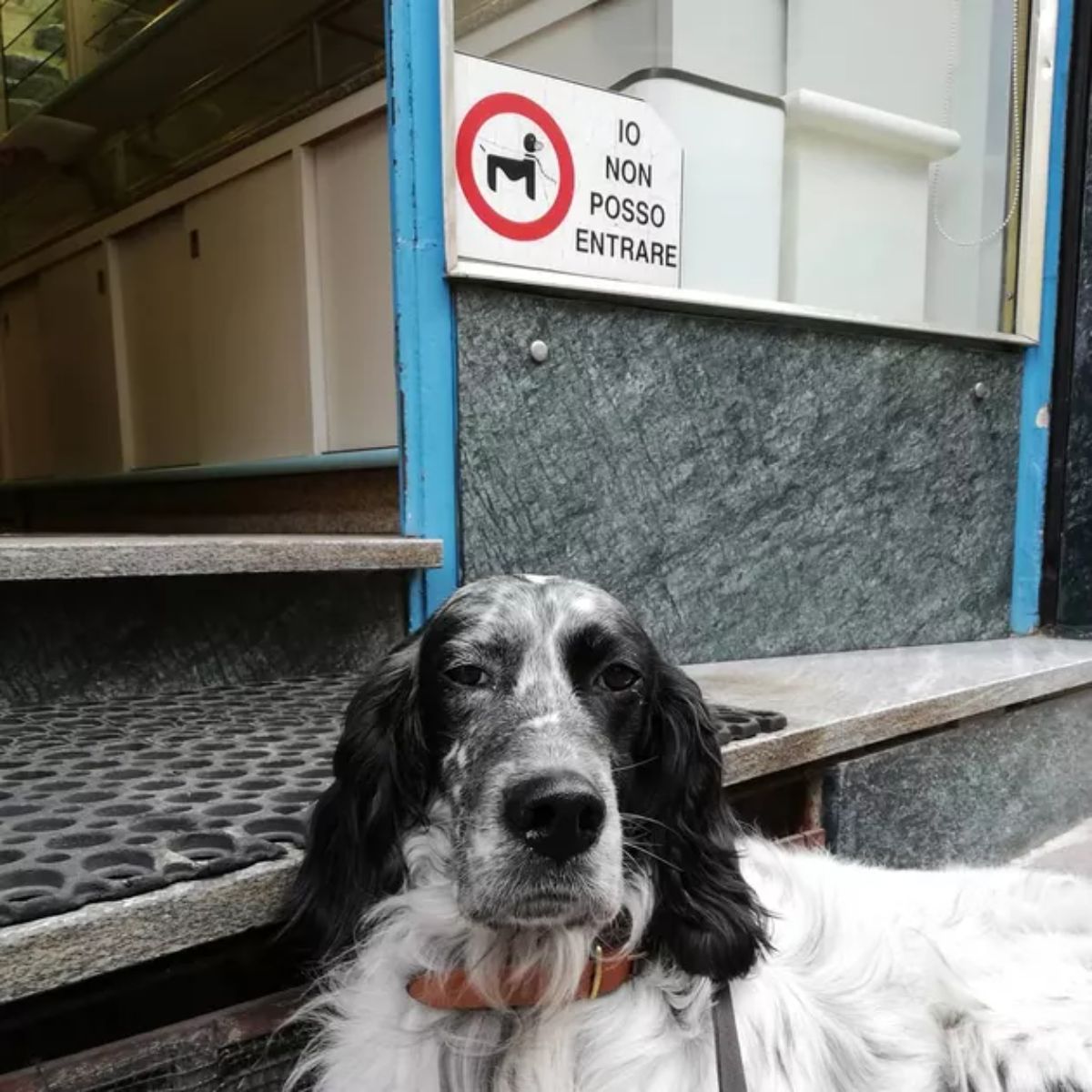 black and white setter laying down below an Italian no dogs allowed sign