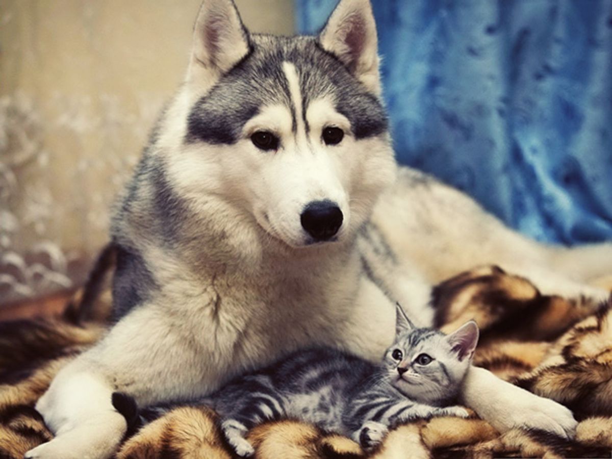 black and white siberian husky laying on a black and brown blanket with a grey black and white kitten