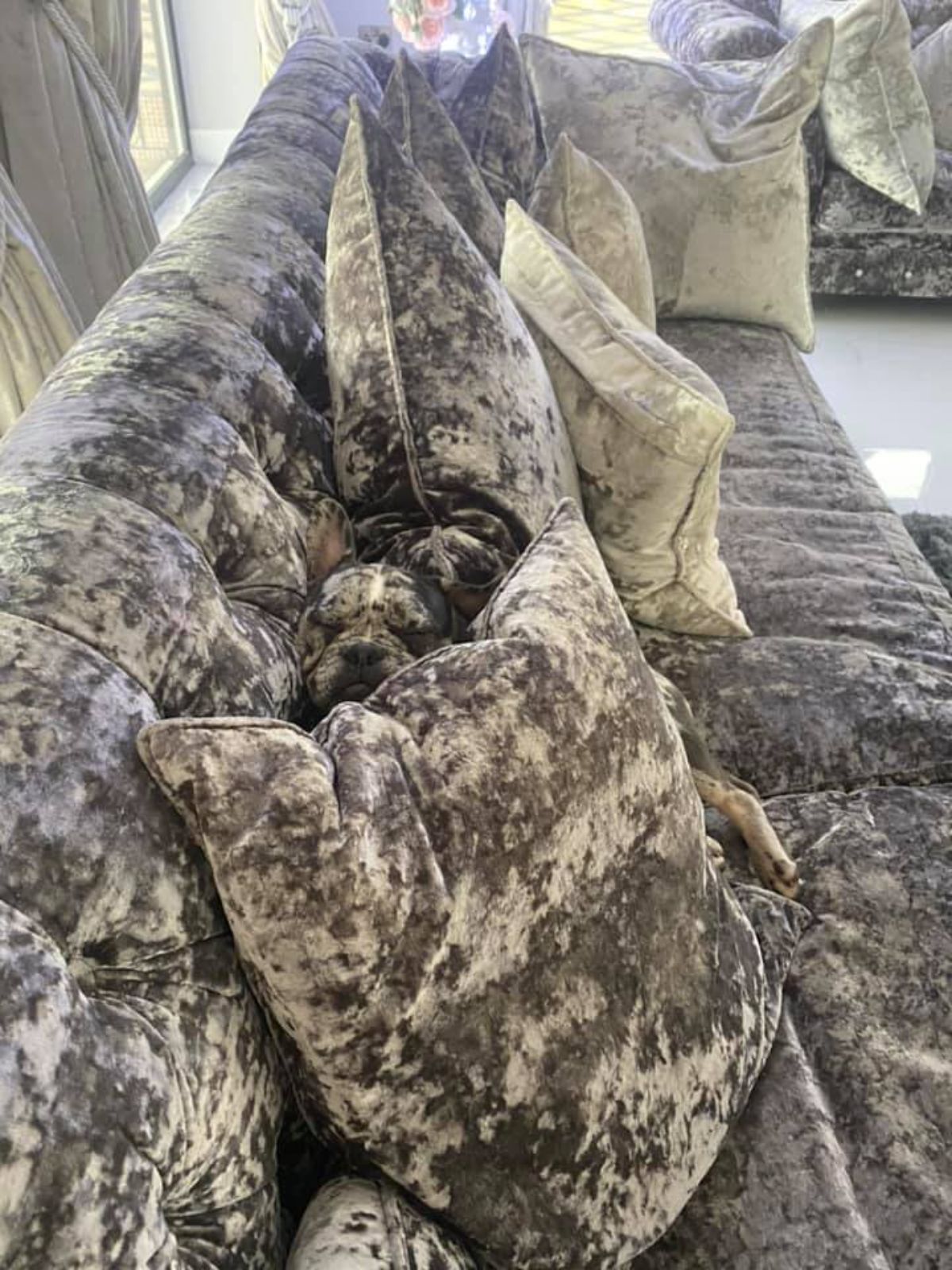 black and white speckled dog laying on a velvet grey sofa with the same-coloured cushions surrounding the dog