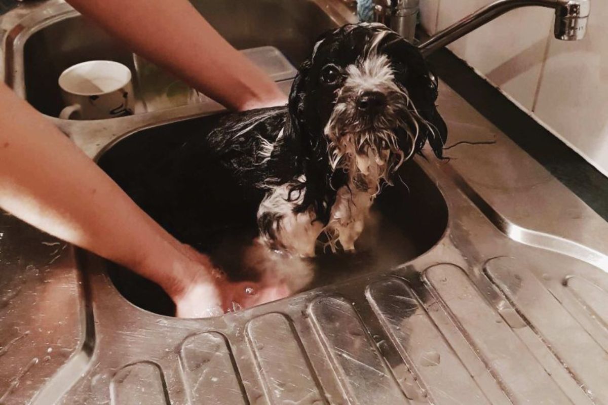 black and white terrier getting bathed in a kitchen sink