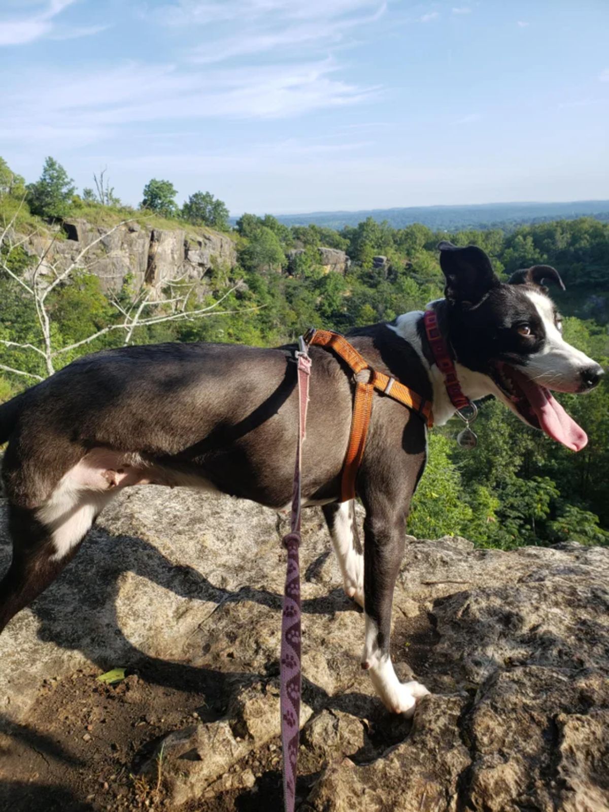 black and white three legged dog standing on a cliff