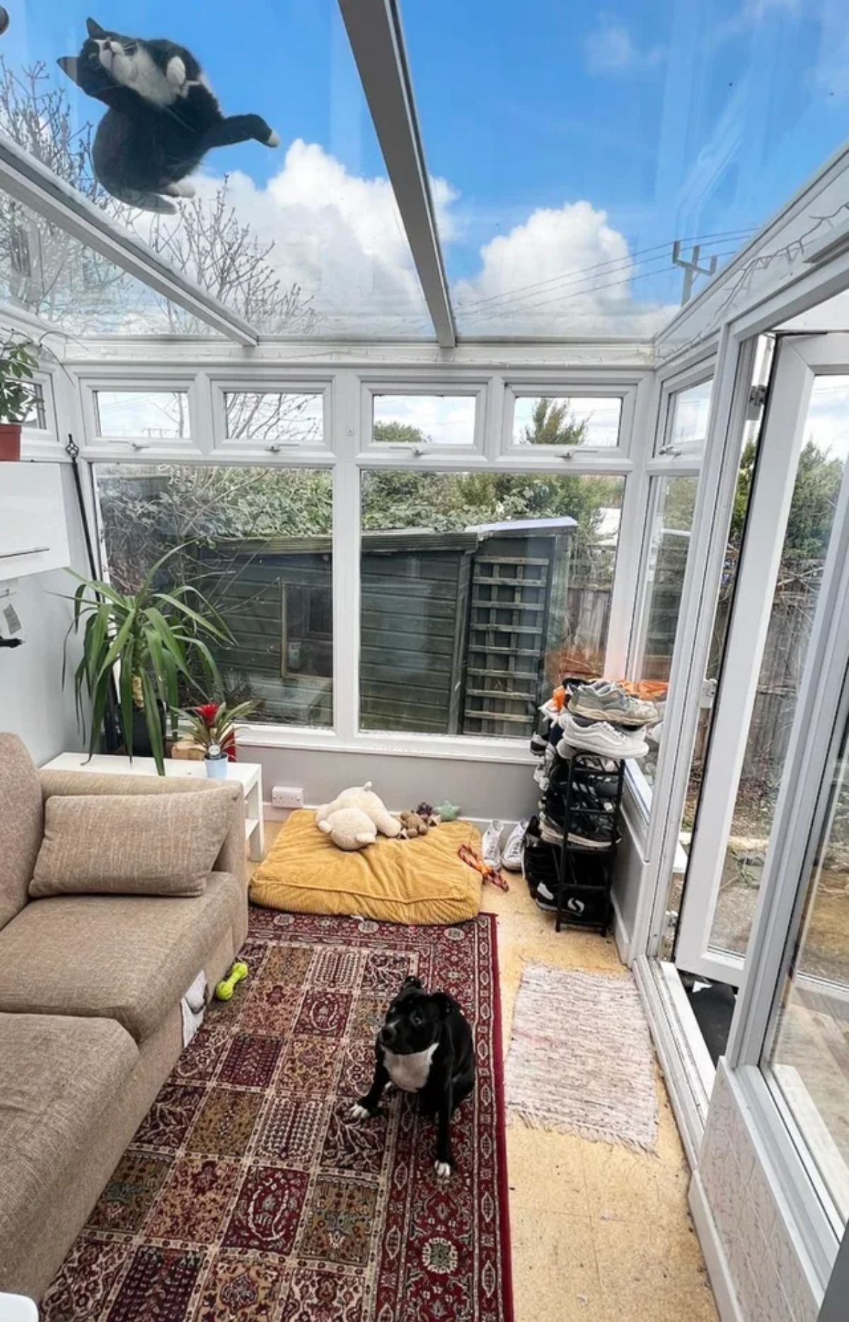 black and white tuxedo cat on a glass roof with a black and white tuxedo dog on the floor looking up at the cat