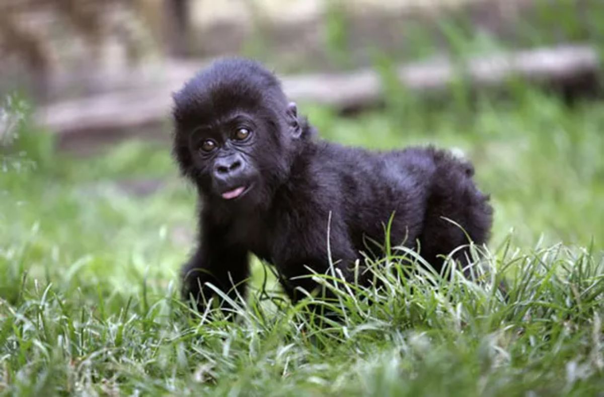 black baby gorilla on grass