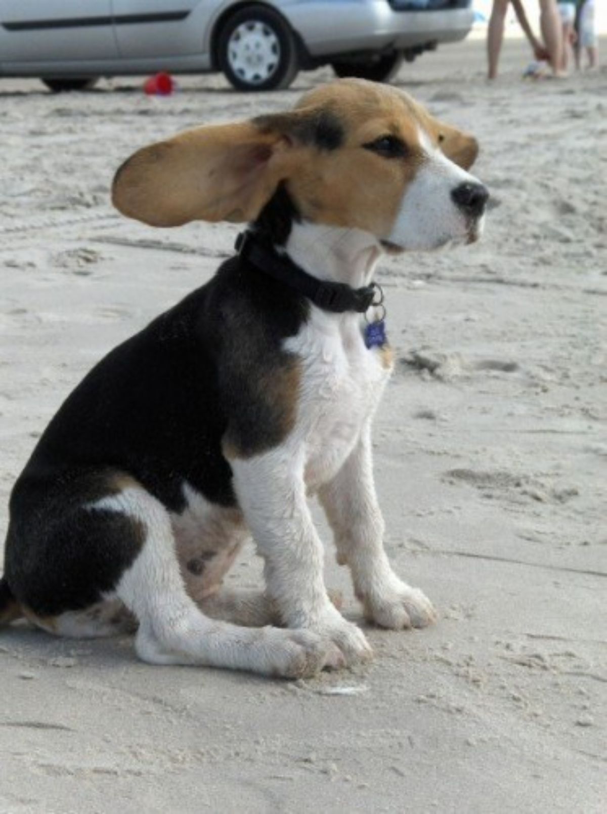 black brown and white beagle puppy sitting on sand with the ears blowing away in the wind