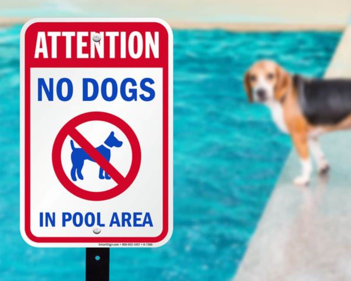 black brown and white beagle standing at the edge of a swimming pool behind a ATTENTION NO DOGS IN POOL AREA sign