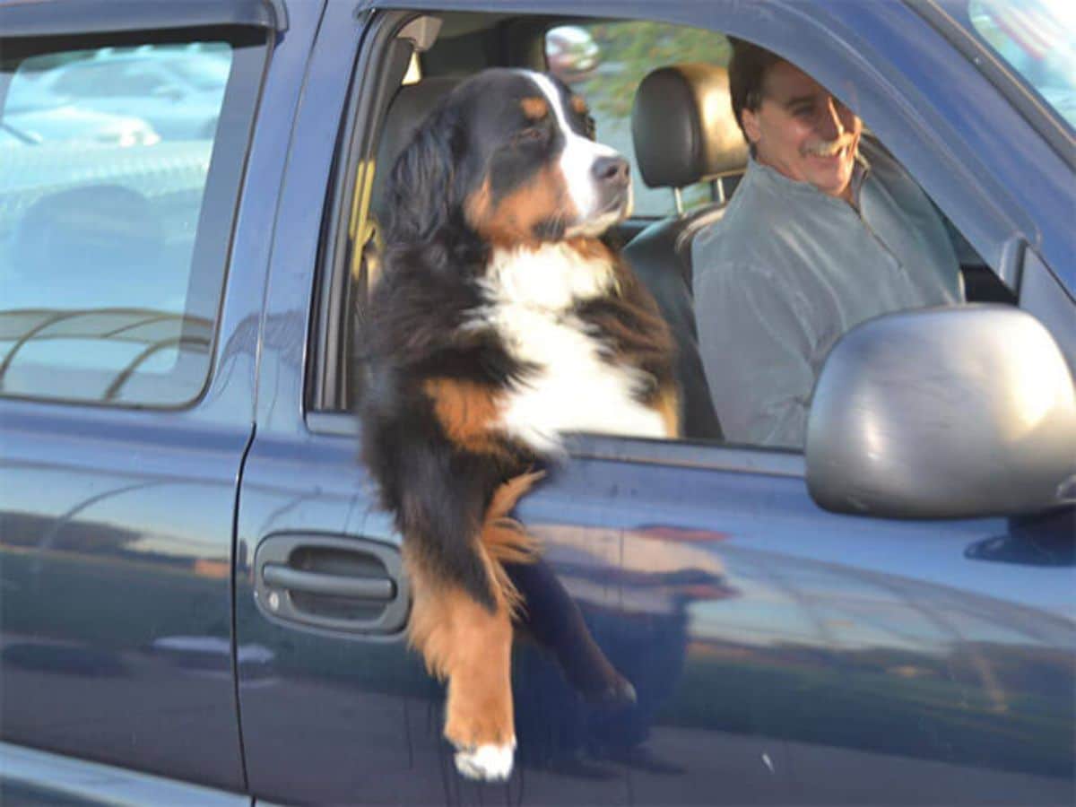 black brown and white bernese mountain dog sitting in a black suv with the front leg sticking out with a man in the driving seat