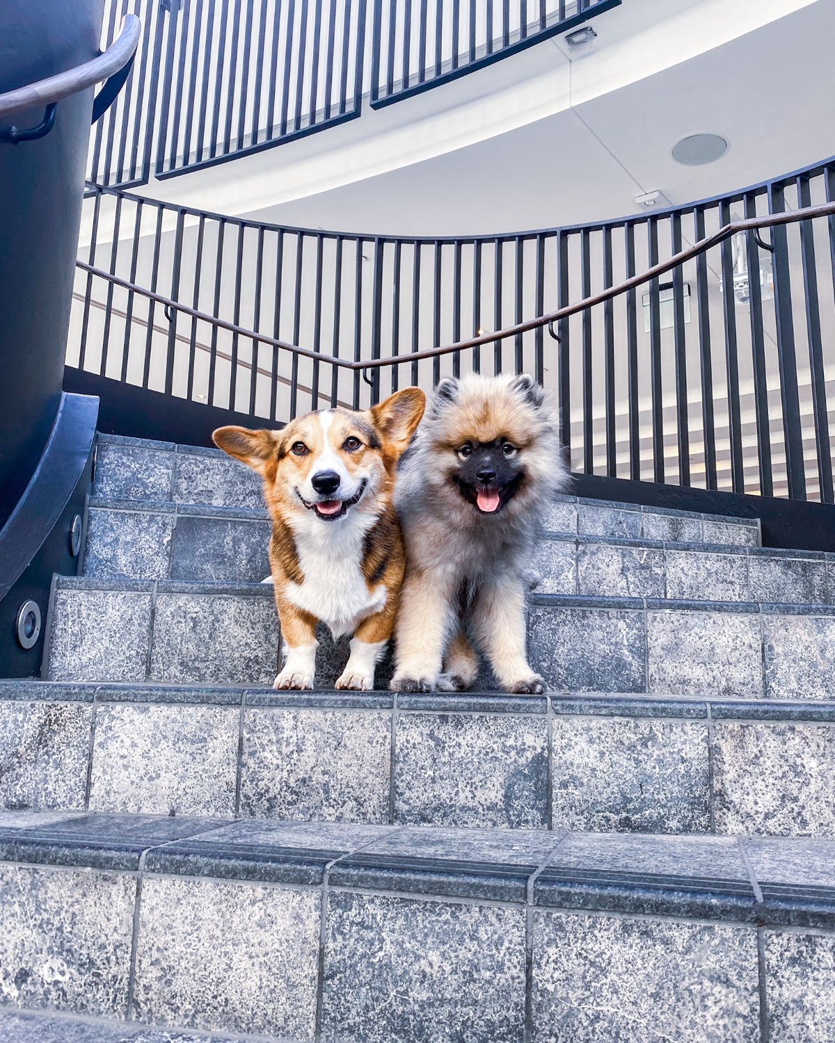 black brown and white corgi and fluffy grey and white dog sitting on the same stair with the front legs on the next stair