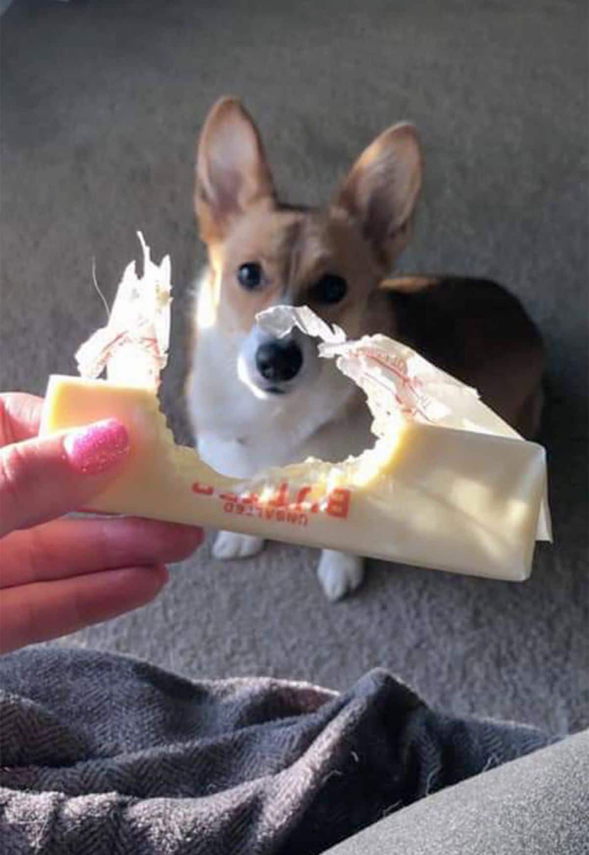 black brown and white corgi sitting with someone holding up a chewed up stick of butter