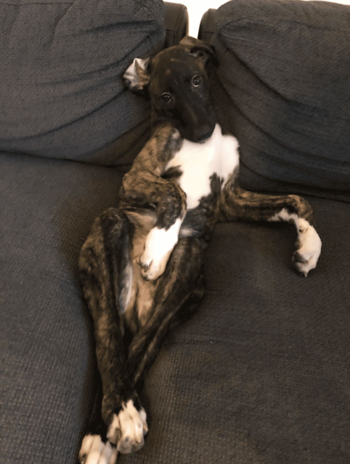 black brown and white dog laying belly up leaning against cushions with the back legs crossed