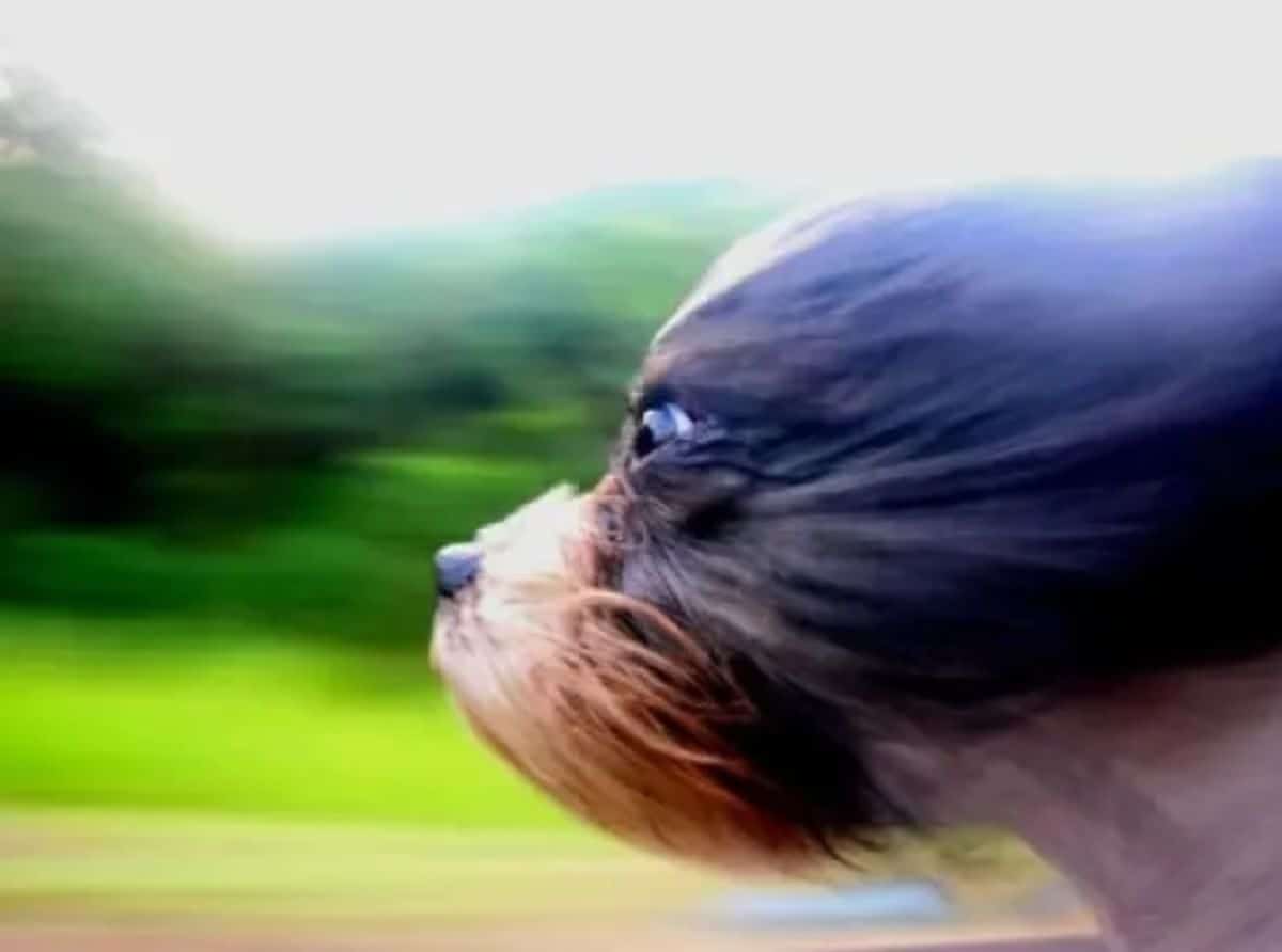 black brown and white dog leaning out of a car window with the wind blowing the fur back