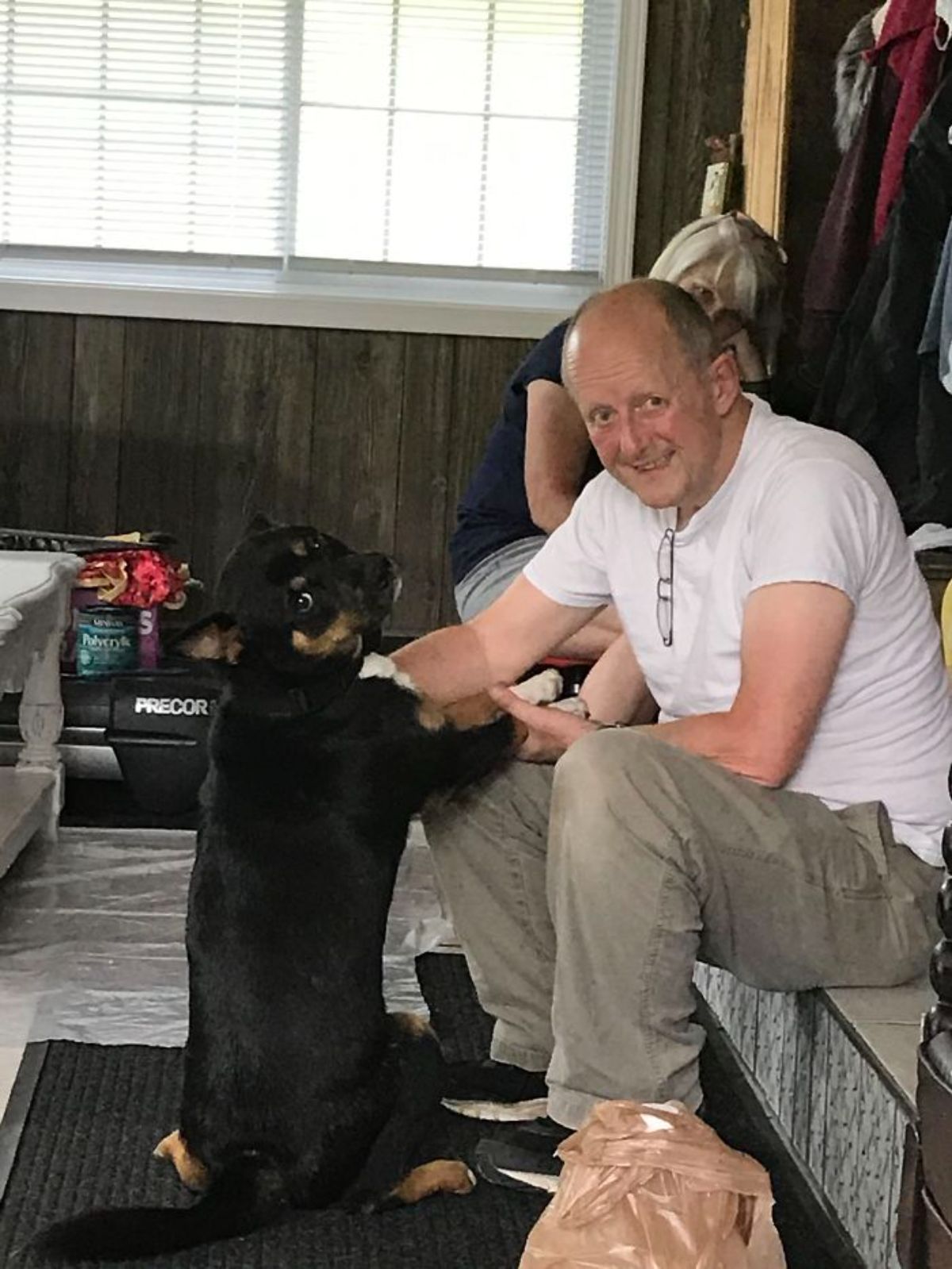 black brown and white dog sitting up and having an old man holding the front legs
