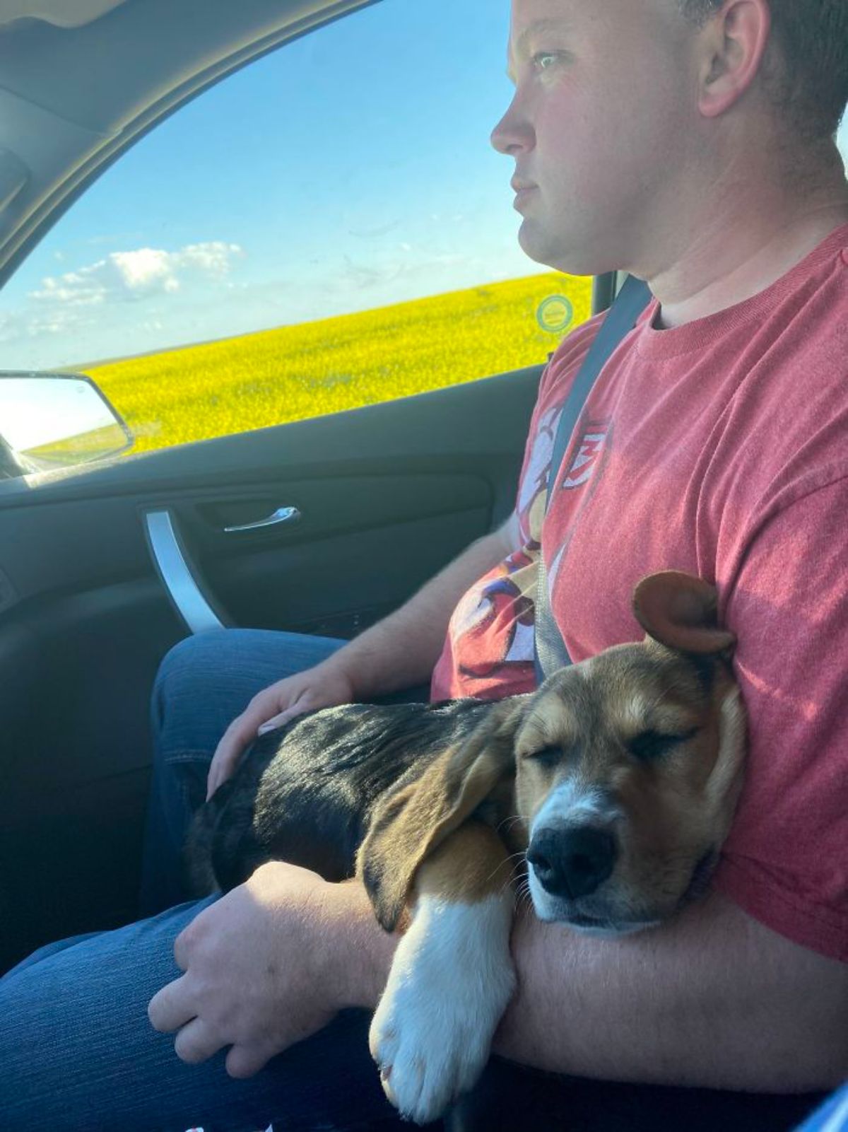 black brown and white dog sleeping on a man's lap inside a vehicle