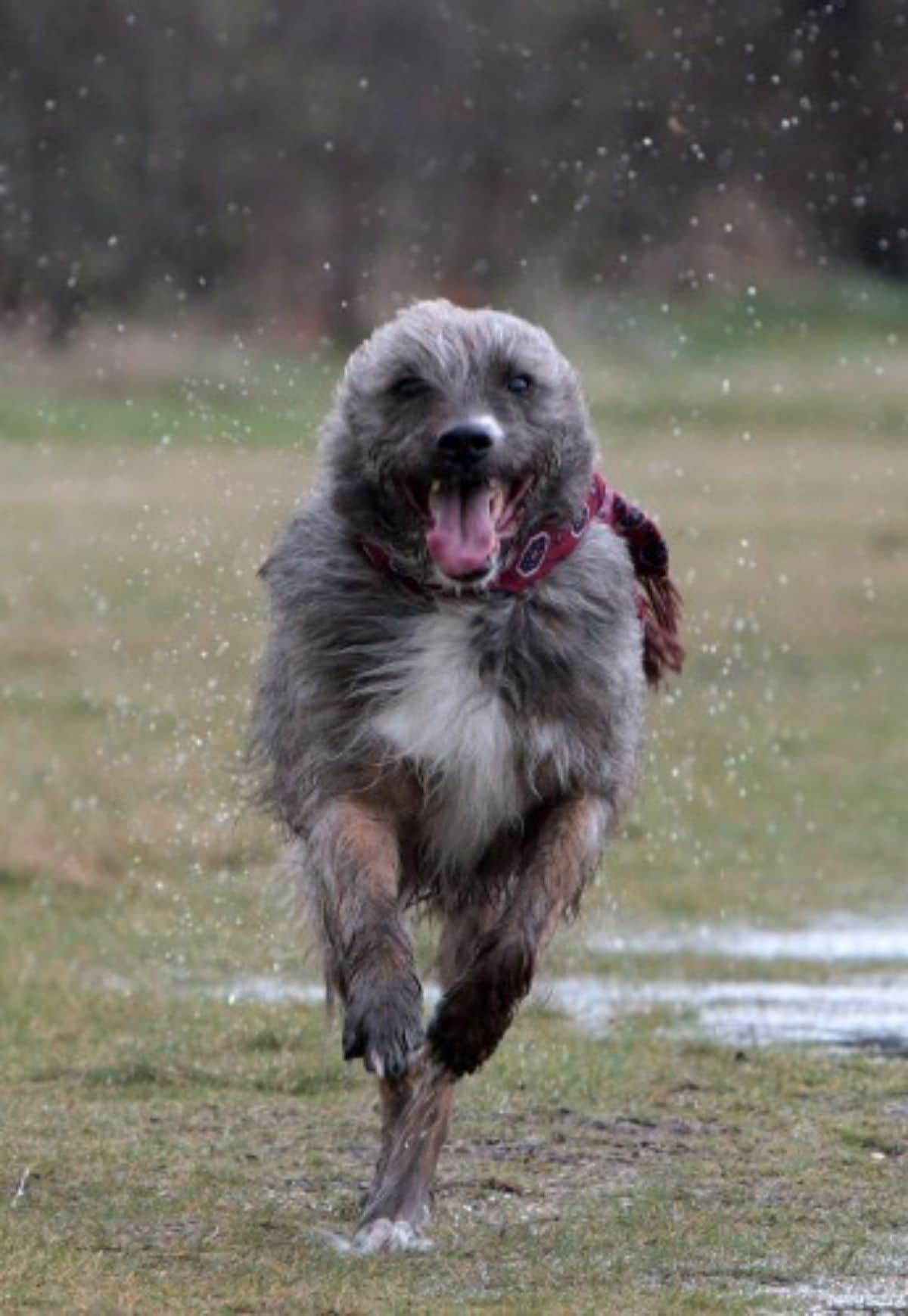 black brown and white dog with long fur running with the wind blowing the fur back