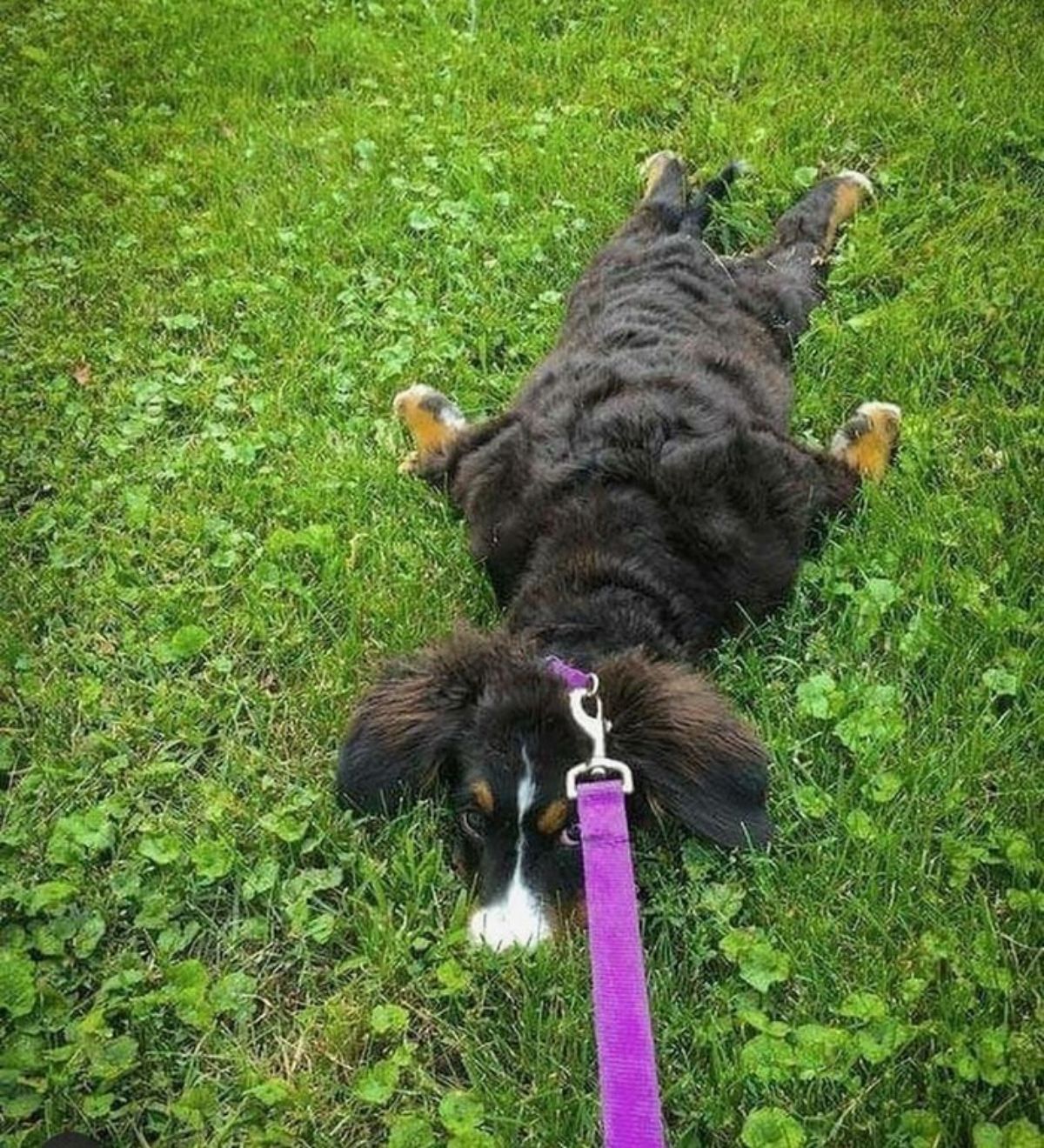 black brown and white fluffy dog laying flat on its stomach on grass with a purple leash on