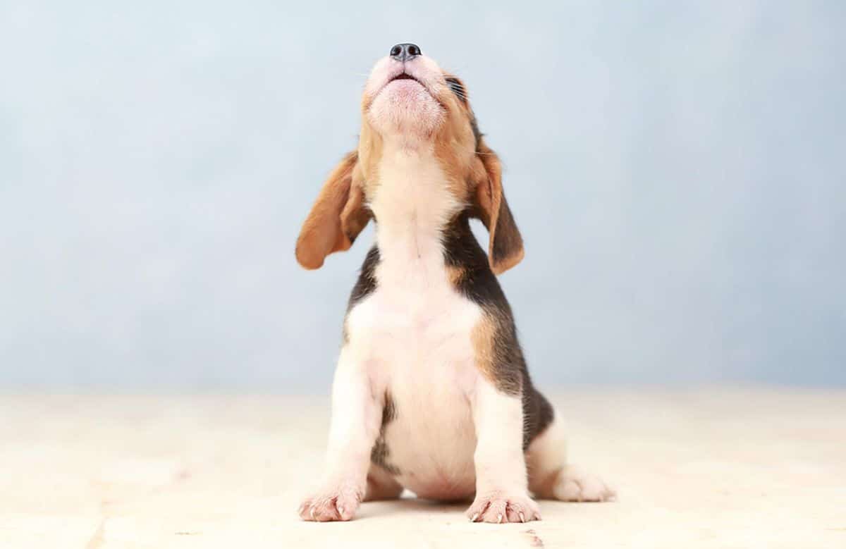 black brown and white puppy doing a small howl