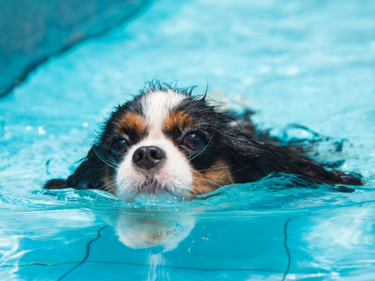 black brown and white puppy swimming in a pool