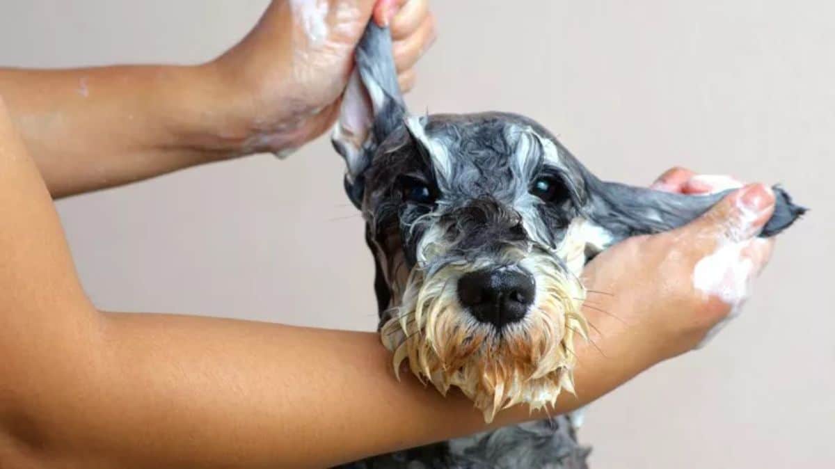 black brown and white schnauzer getting shampooed by someone
