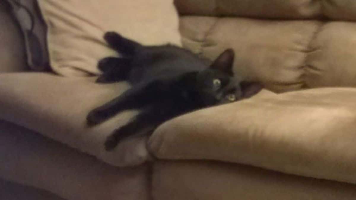 black cat laying sideways on a brown sofa and its eyes are widened