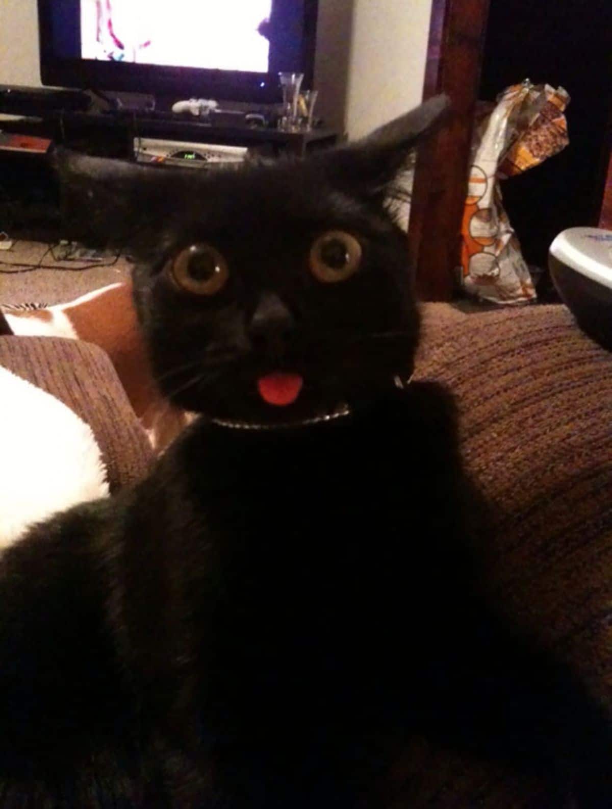 black cat with tongue sticking out slightly and eyes widened