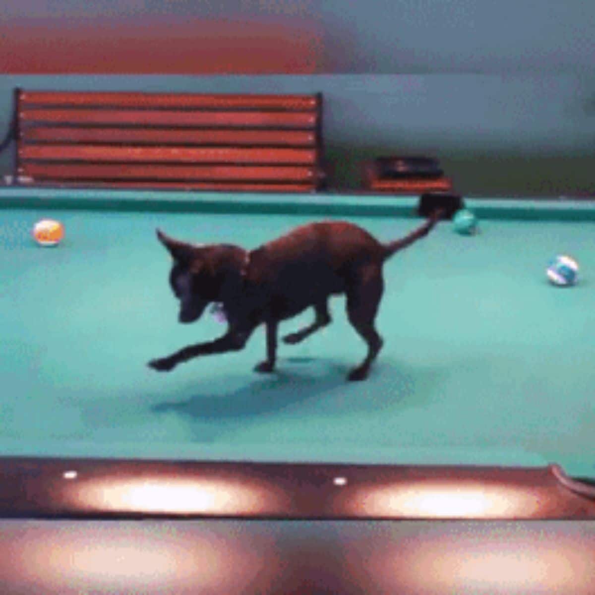 black chihuahua standing on a grene pool table and playing with the balls
