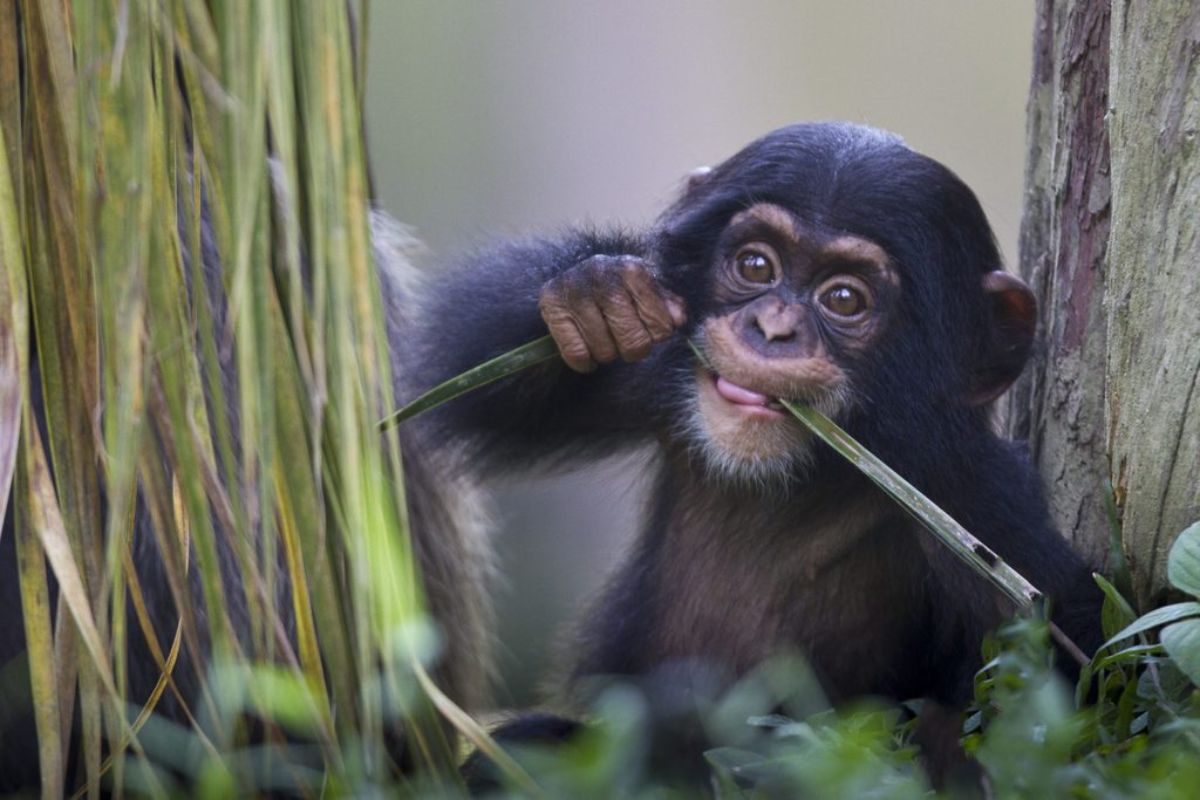 black chimp baby eating some leaves