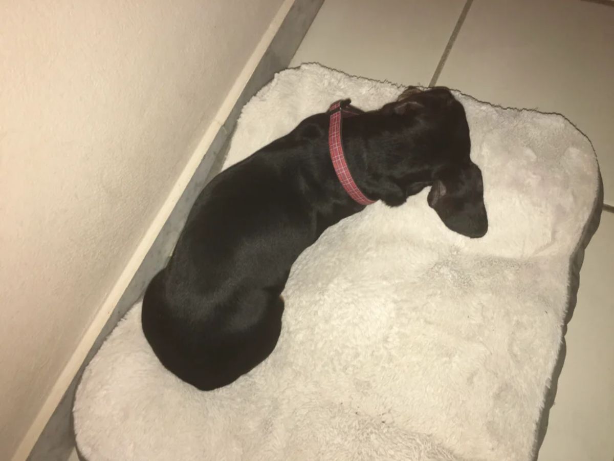 black dachshund sleeping on a white dog bed looking like a slightly u-shaped sausage