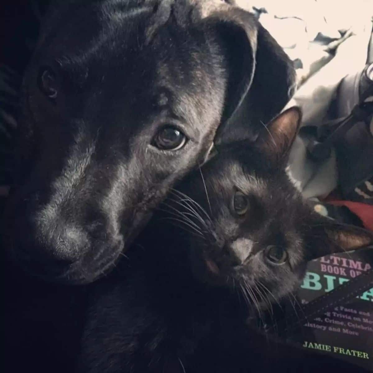 black dog and black cat cuddling together