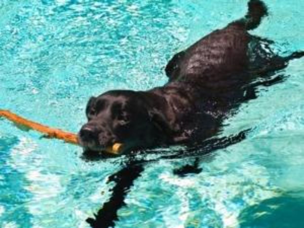 black dog holding a long orange tube and swimming in a pool
