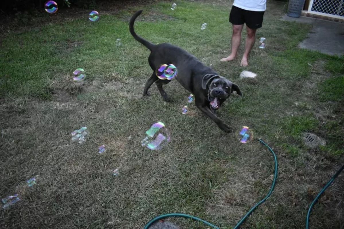 black dog in a garden chasing bubbles