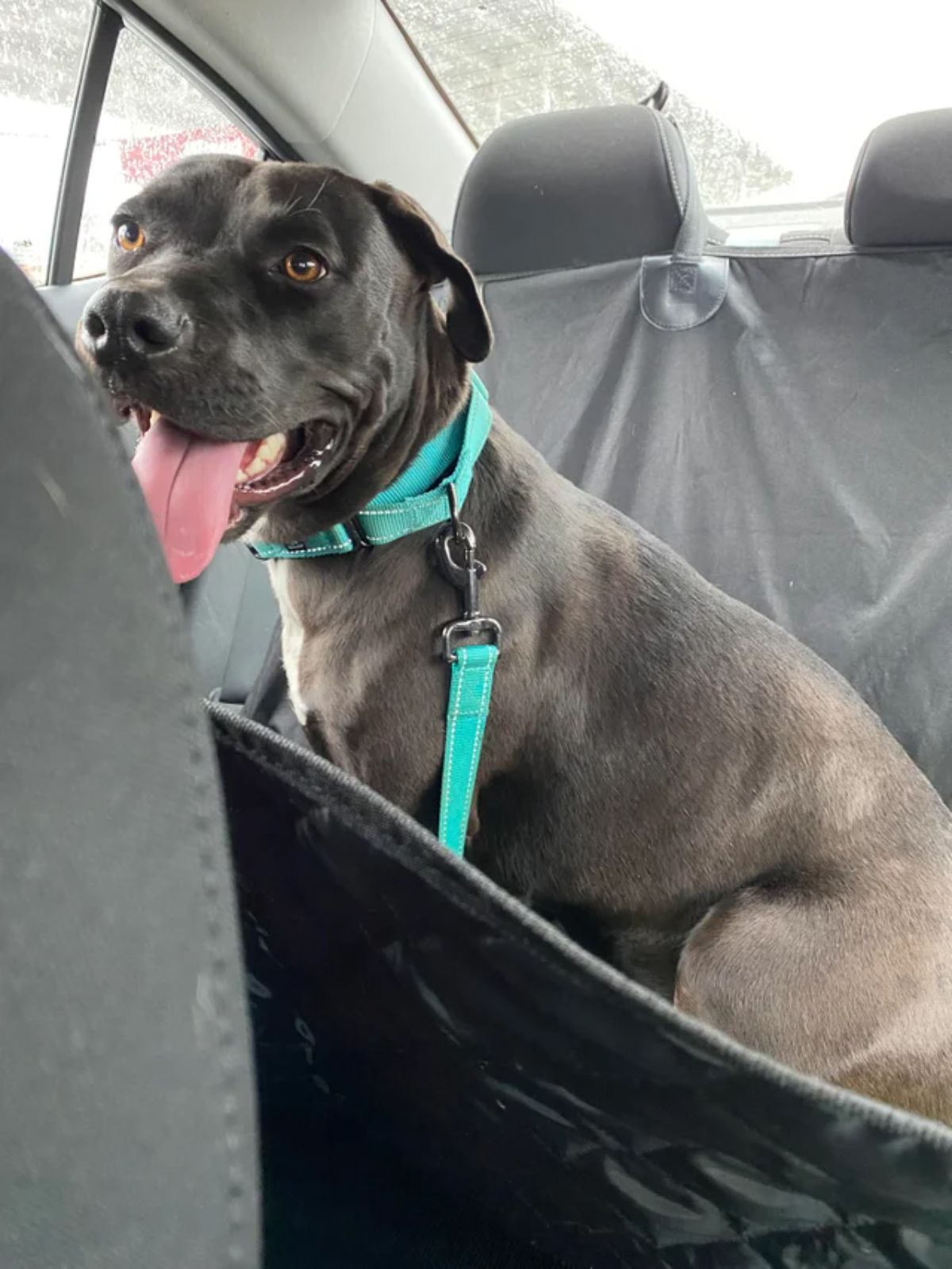 black dog in a green collar and leash in the back seat of a vehicle