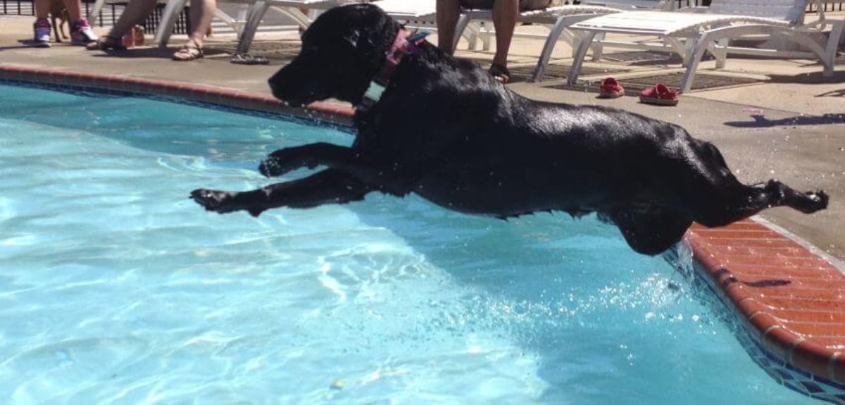 black dog jumping into a swimming pool
