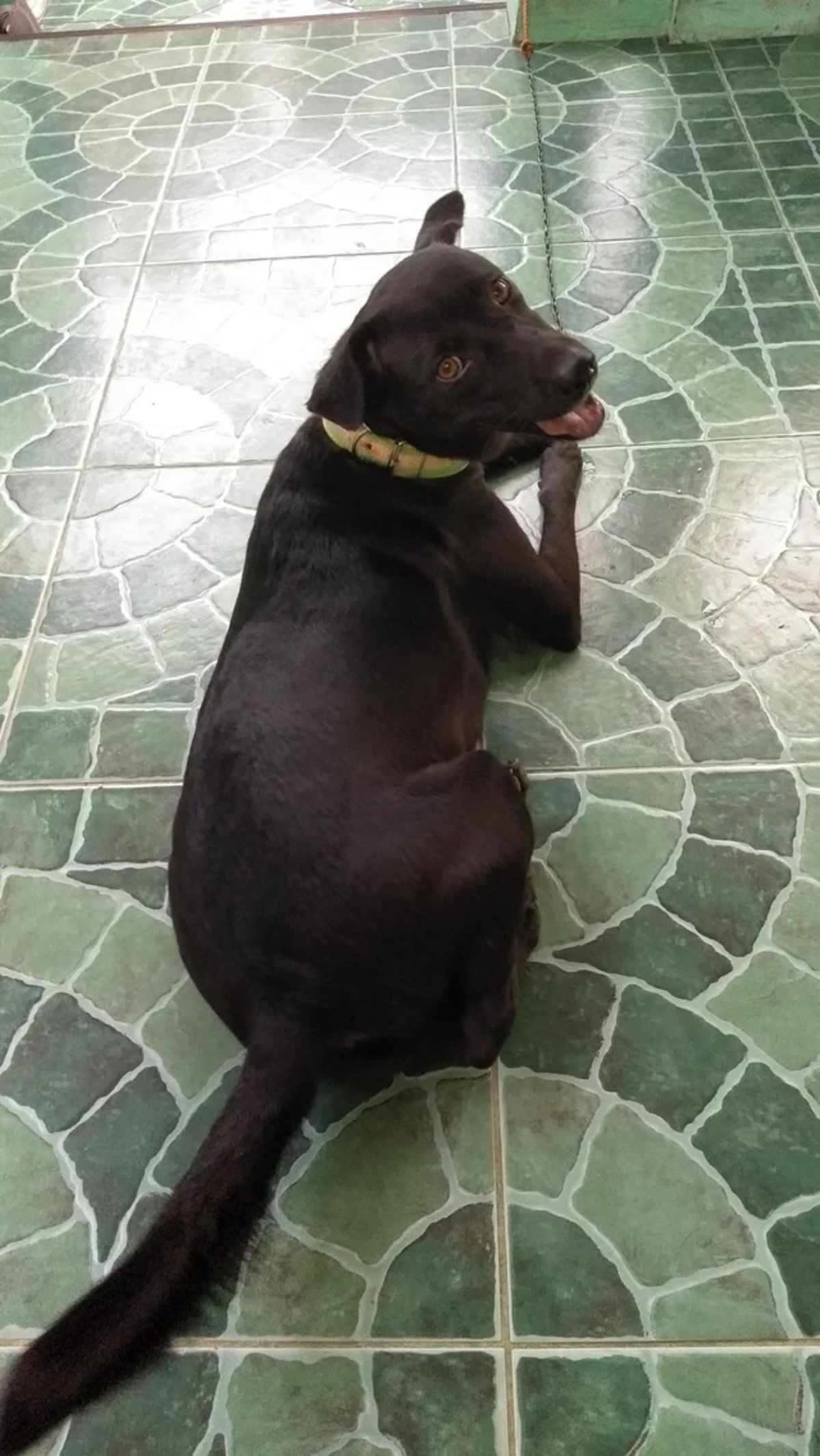 black dog laying down on green tiled door
