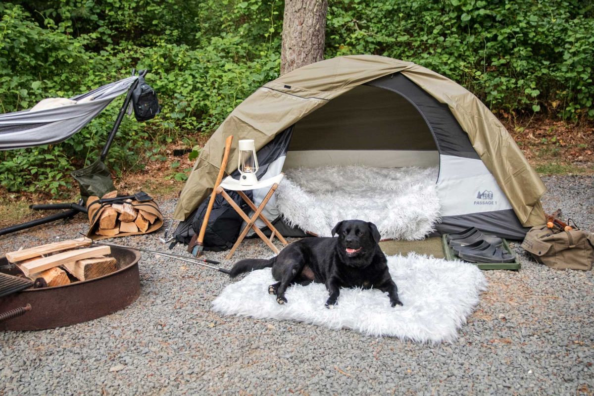 black dog laying on a fluffy white dog bed in front of a brown camping tent