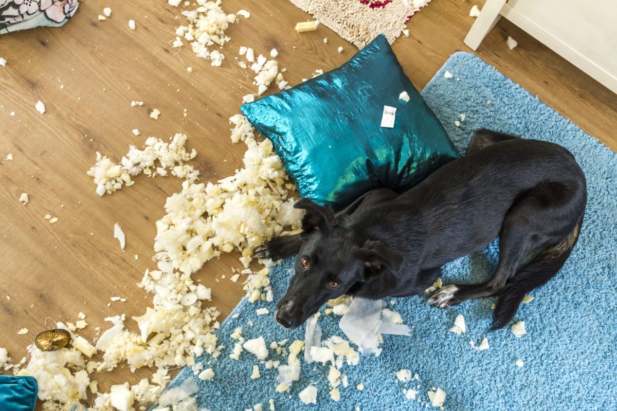 black dog laying on a green carpet next to a ripped up green cushion
