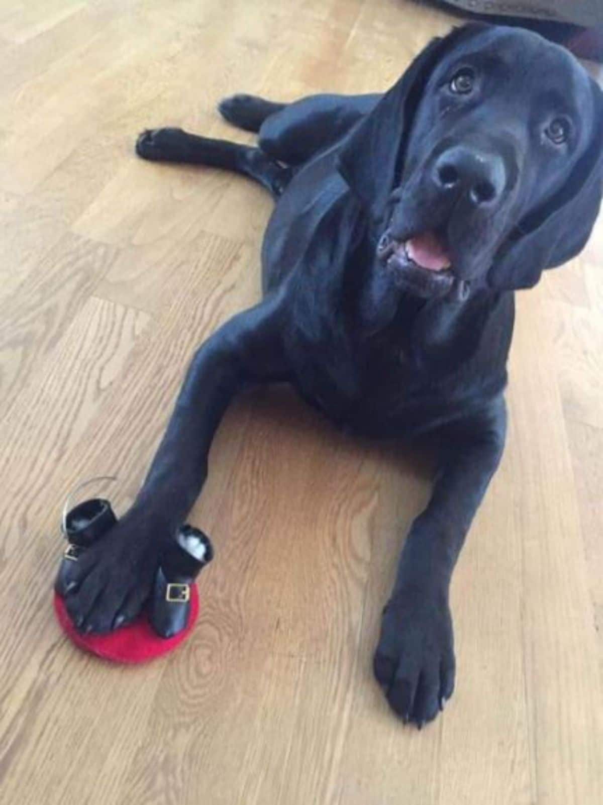 black dog laying on the floor with a paw on a ripped up santa toy