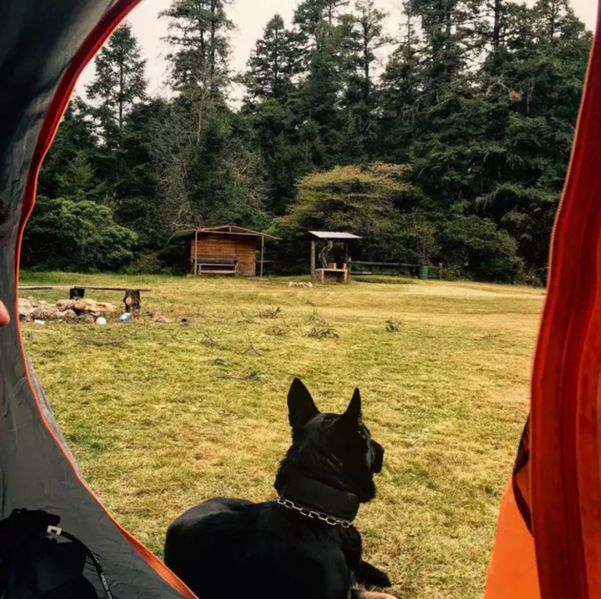 black dog laying on the grass in front of a grey and orange camping tent