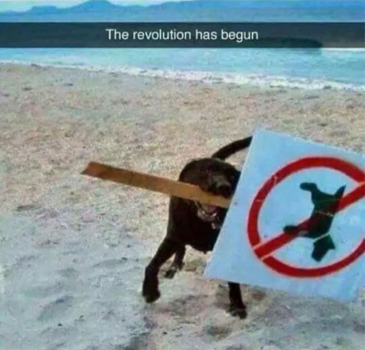 black dog on a beach holding a no dogs allowed sign with the caption in the photo The revolution has begun
