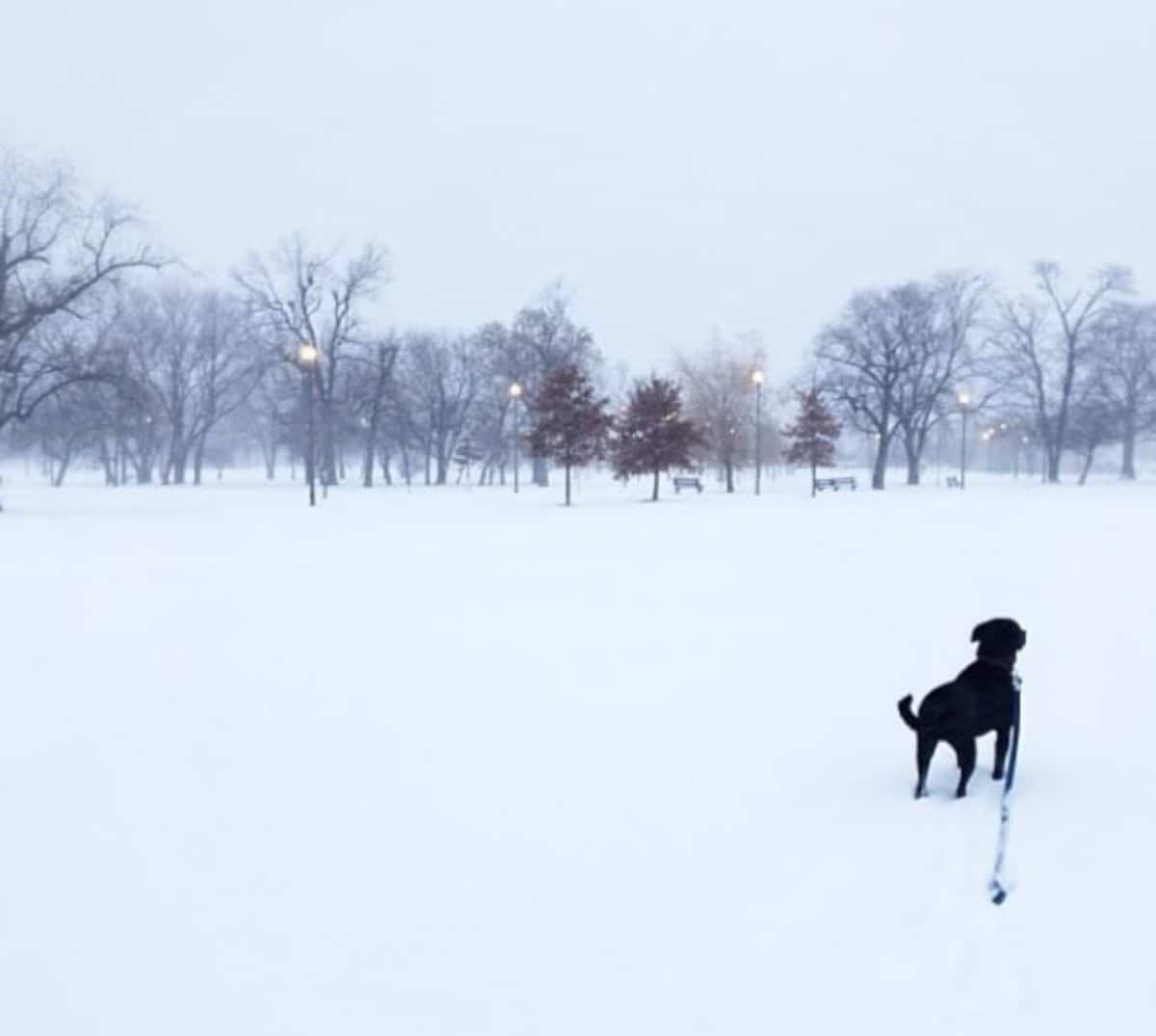 black dog on a leash standing on snow