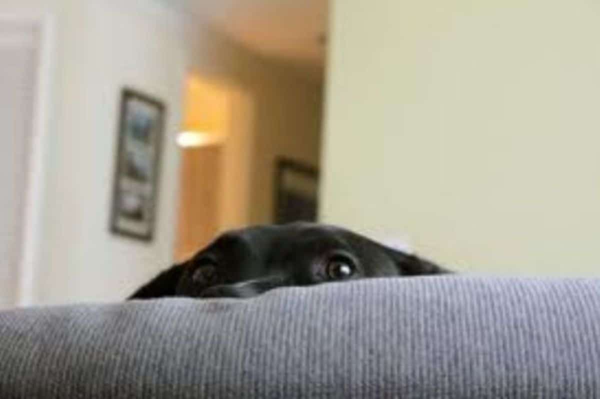 black dog peeking over the top of a blue sofa
