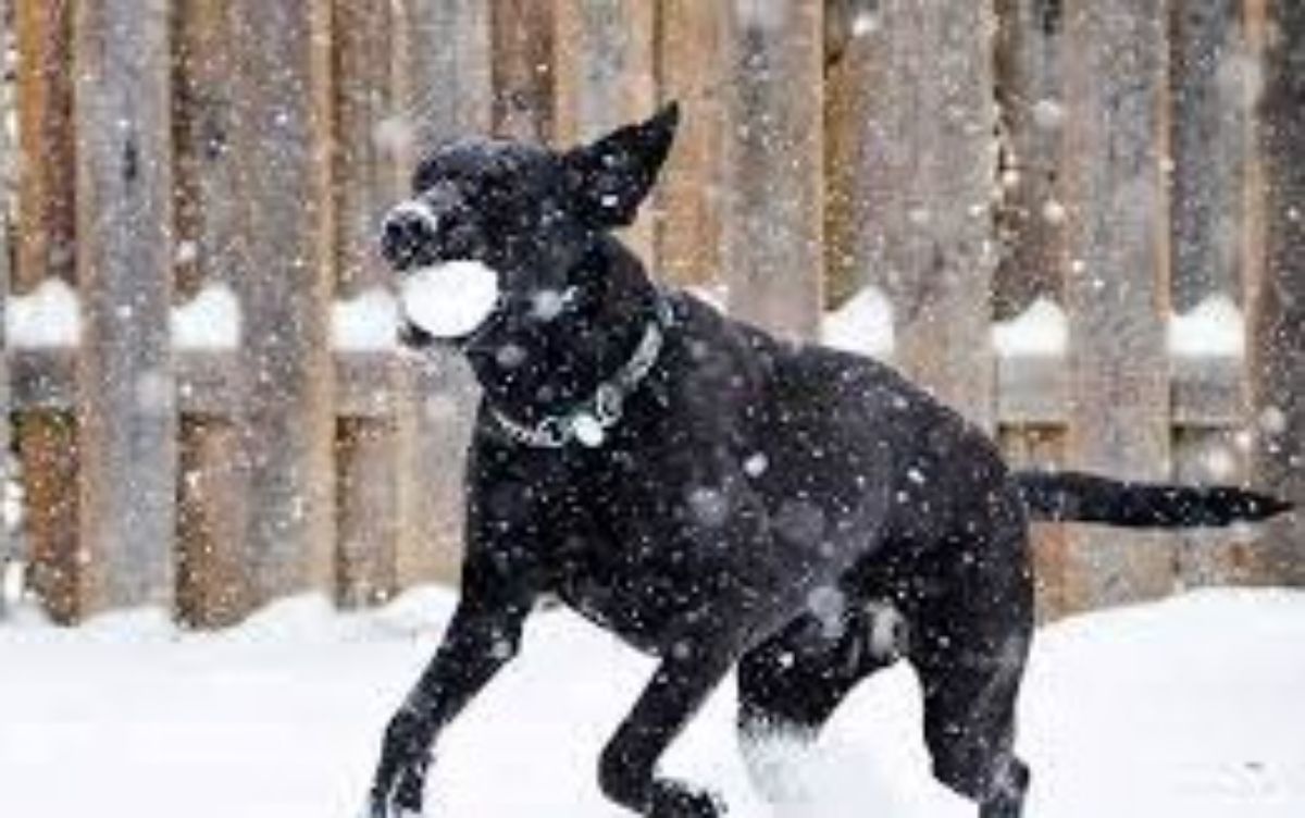 black dog running in snow with a snowball in its mouth