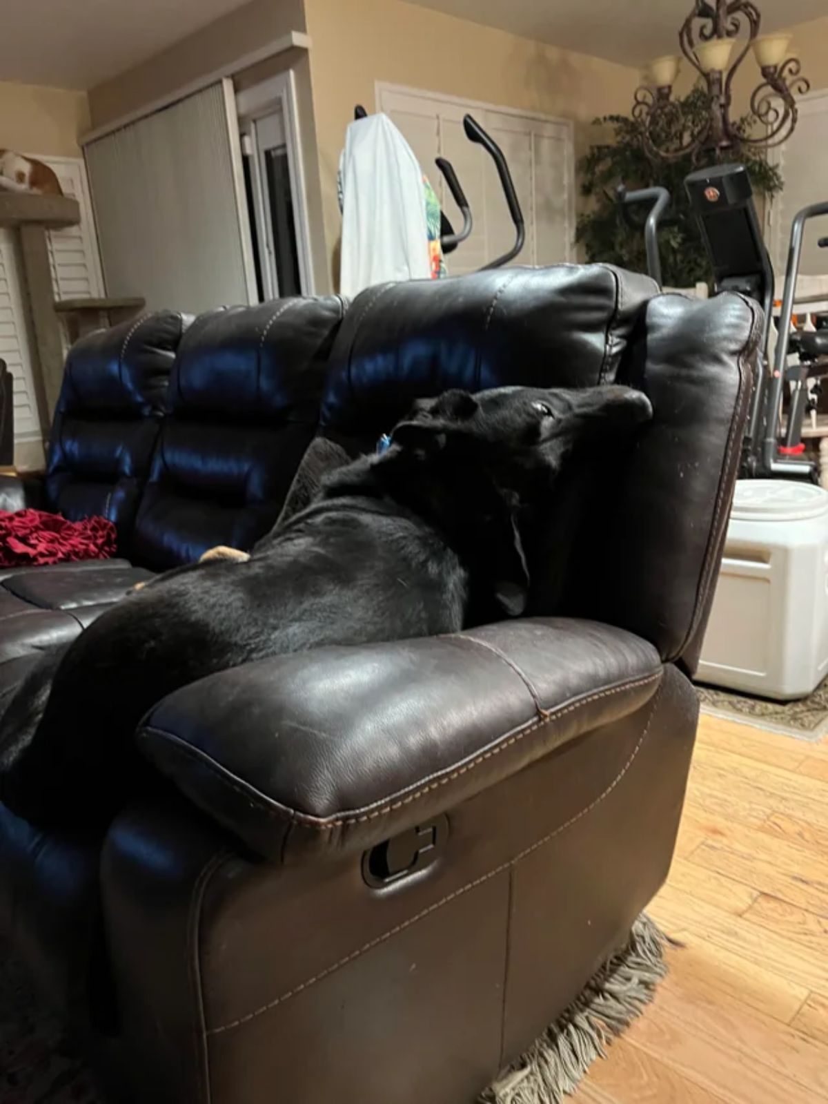 black dog sitting on a brown sofa with the head turned back to look at someone