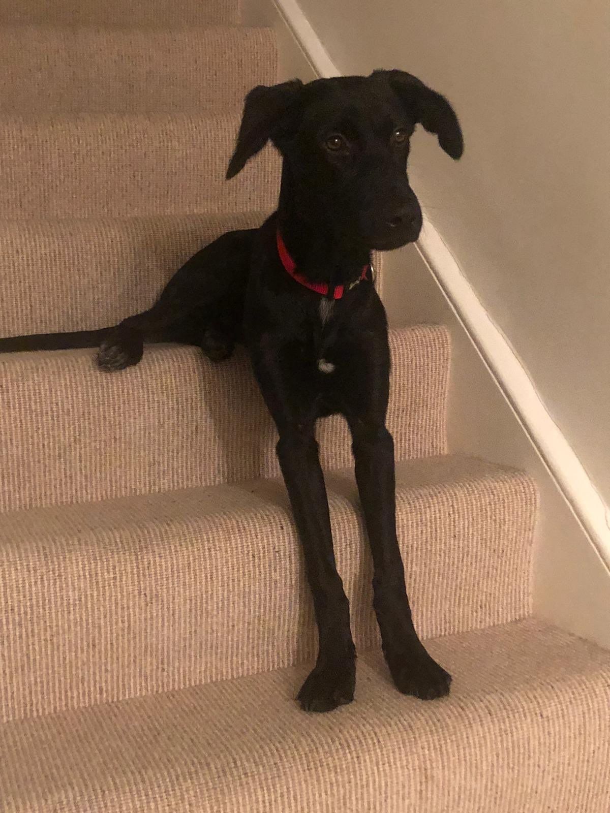 black dog sitting on a stair with the front legs on stair two steps below