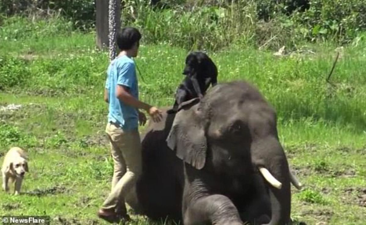 black dog sitting on an elephant laying down with a man next to them and a white dog way behind