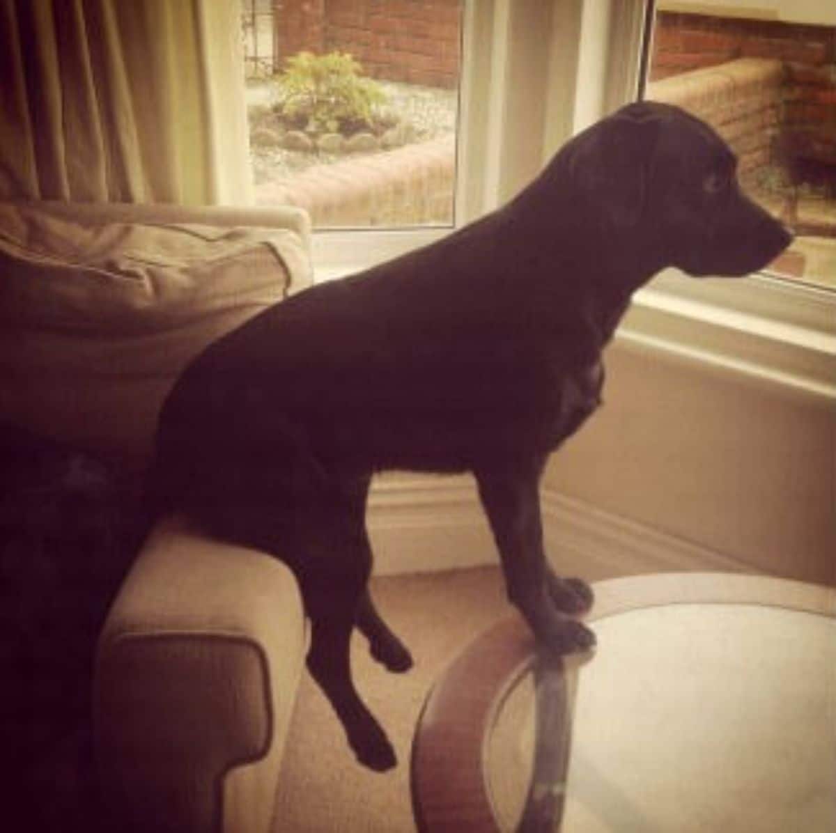 black dog sitting on the armrest of a brown sofa with the front legs on a glass coffee table