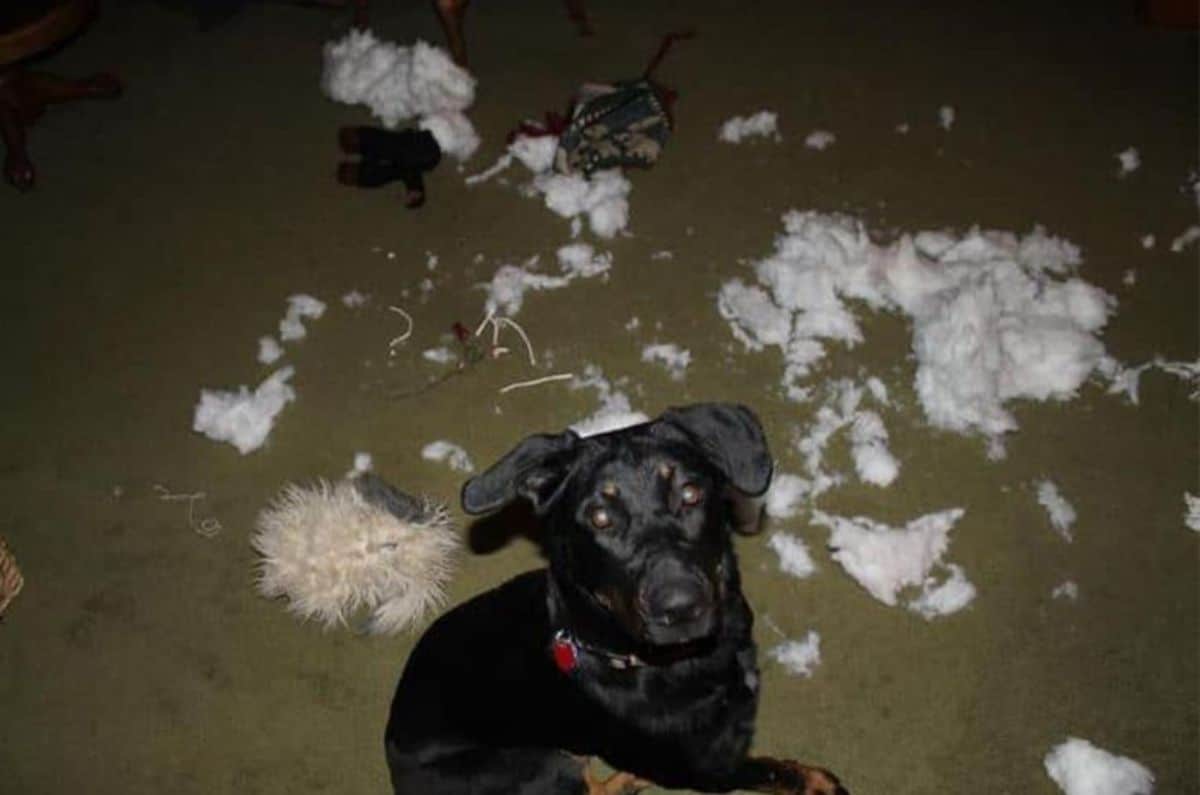black dog sitting with white stuffing from toys behind the dog